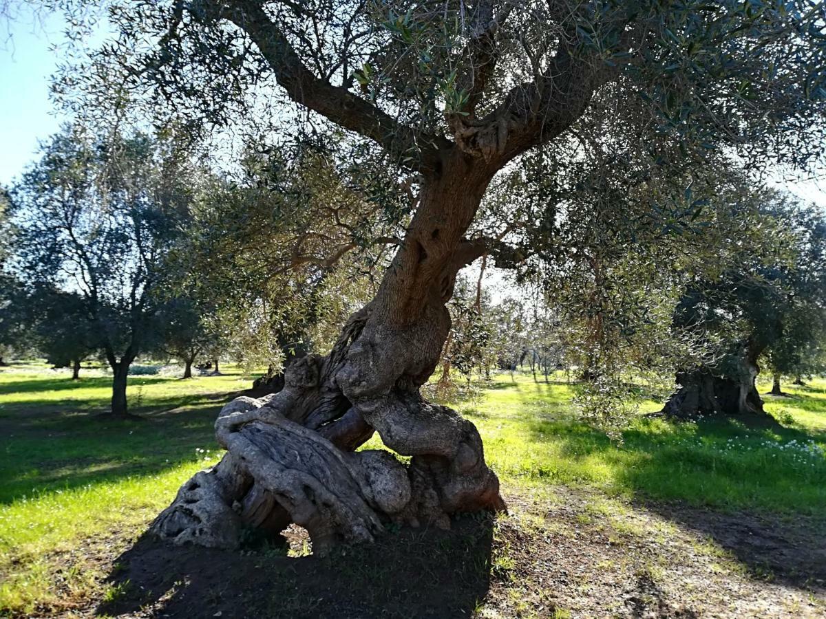 Trullo Alessandro E Villa Raffaela San Vito dei Normanni Kültér fotó